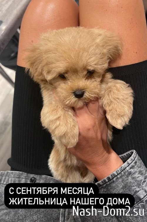 Собаки любовь. Заведи собаку. Собака любит хозяина. Статусы про питбулей. Фразы про бездомных животных.